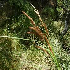 Image result for Carex