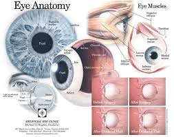 Eye Anatomy Artificial Eye Clinic Eye Anatomy Anatomy Human Body Anatomy