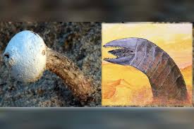 Image result for Macrotyloma rupestre × densiflo