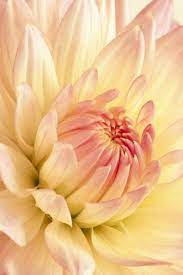 Light Shade Of Pink Flowers Rose Flower Wallpaper Dahlia Flower