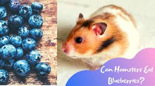 But, do remember that you could face some smelly poops. Can Hamsters Eat Blueberries Petsium