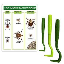 Since a tick needs at least 36 hours of feeding to be engorged, an engorged tick indicates you can tell that a tick has fed on the blood of your dog if it is engorged. Ticks On Dogs What They Look Like And How To Get Rid Of Them