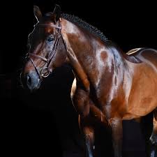 Nicolas touzaint & absolut gold*hdc, propriété de s.a.r.l. Ut Majeur De Brecey Selle Francais Stallion Posts Facebook