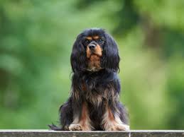 Image result for clumber španěl lov