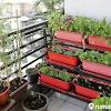 Tanaman hias depan rumah menjadi penyejuk mata ketika dipandang karena kecantikan serta keindahannya. 1