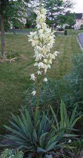 Yucca Filamentosa