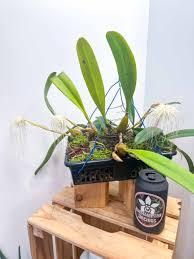 Image result for Bulbophyllum prorepens