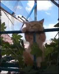 Funny Cat Gif Hoy Summer Very Relaxed Cat Taking A Nap In A Funny Way Hanging Out In The Shade Cat Gif Cats Funny Cat Videos