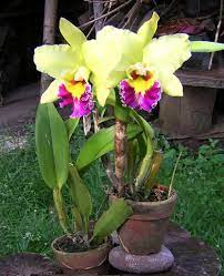 Panoramio Photo Of Cattleya Orchids Aos Am Awardee Orchid Seeds Cattleya Orchid Beautiful Orchids