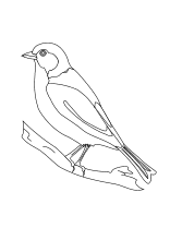 Schablonen zum ausdrucken buchstaben schablonen kostenlos bei. Malvorlagen Vogel Vogel Raubvogel Ente Gans Schwan Ausmalbilder