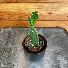 Image result for Opuntia monacantha