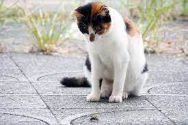 How long should the symptoms persist? Was Your Cat Stung By A Wasp Bee Snake Or Spider What To Do Catster