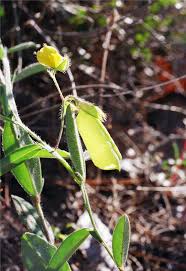 Image result for Kotschya uguenensis