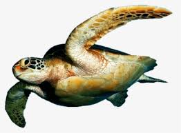 42 mobile walls 5 art 52 images 31 avatars 19 gifs. Sea Turtle Png Images Free Transparent Sea Turtle Download Kindpng