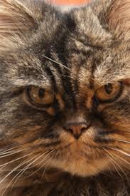 Körperliche ursache wenn eine katze plötzlich außerhalb des katzenklos uriniert muss zuerst geklärt werden, ob das tier kastriert ist. Unsauberkeit Bei Katzen