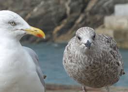 St Ives Seagulls 03 Seagull St Ives Animals