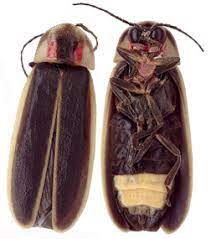 Firefly Facts Lesson For Kids Study Com