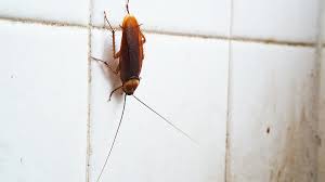 Maybe you would like to learn more about one of these? 3 Types Of Common Bugs In Your Bathroom And Kitchen Florida Edition Drive Bye Pest Exterminators