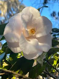 Image result for magnolia genia