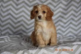 Say hello to amanda, an adorable cocker spaniel puppy ready to put a smile on your face! Cocker Spaniel Poodle Miniature Mix Puppy For Sale In Fredericksburg Oh Adn 59411 On Puppy Cocker Spaniel Poodle Puppies For Sale Cockapoo Puppies For Sale