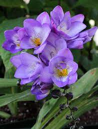 Freesia Bagged Bulbs 10 Bag Single Easy To Grow Bulbs Perennial Flowering Plants Freesia