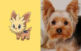Pokemon And Their Real Life Counterparts Pokemon In Real Life Pokemon Cute Pokemon