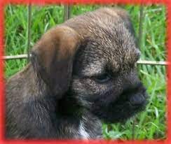 Petbehaviorassociates Com Wildwood Border Terriers Border Terrier Terrier Brown Dog