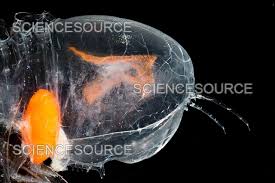 Image result for Amphiasma