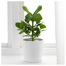 Clusia Pflanze Ikea Deutschland Pflanzen Topfpflanzen Coole Pflanzen