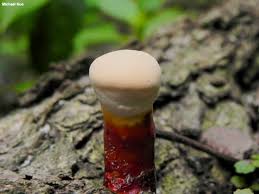 Image result for Ganoderma curtisii