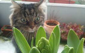 Giftige pflanzen für katzen vermeiden. Fur Katzen Giftige Pflanzen Vermeidbares Vergiftungsrisiko Fur Katzen