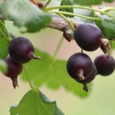 Planter Une Haie Fruitiere Qui Sort De L Ordinaire Fruitier Arbuste Fruitier Jardin Comestible