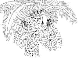Antistress freehand sketch drawing with doodle and zentangle elements. Palm Branch Coloring Stock Illustrations 424 Palm Branch Coloring Stock Illustrations Vectors Clipart Dreamstime