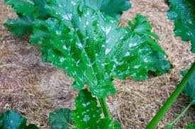 Powdery mildew is easy to treat with a simple milk spray and some sunshine! Got Powdery Mildew Here S Help Kevin Lee Jacobs