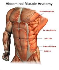 Male Abdominal Muscle Anatomy Abdominal Muscles Anatomy