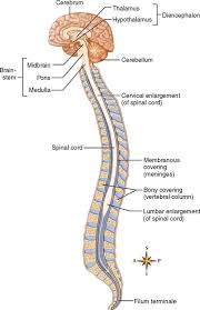 The central nervous system consists of the brain and the spinal cord. Central Nervous System Basicmedical Key