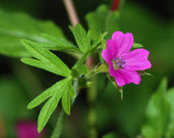 Image result for Geranium aculeolatum