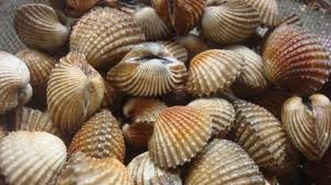 Image result for kerajinan kerang