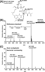 Image result for Putterlickia verrucosa