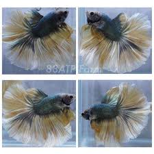 Fwbettashm1521911403 Hm Male Gem Green Golden Betta Fish Halfmoon Betta Betta