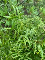 Image result for Secamone delagoensis