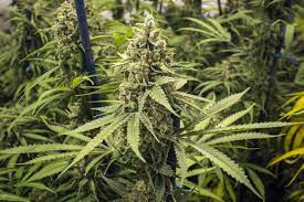 I've repotted a lot of weed plants in my time by following these guidelines. The Life Cycle Of Cannabis From Seed To Harvest Sensi Seeds