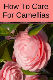 How To Care For Camellias Camellia Japonica Lots Of Gorgeous Pictures Landscaping Ideas Flower Landscape Garden Landscaping Garden Shrubs