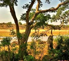 Image result for Ficus sansibarica