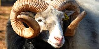 Maybe you would like to learn more about one of these? 2018 Kurban Bayrami Ne Zaman Kurban Bayrami Na Kac Gun Kaldi