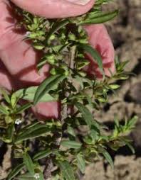 Image result for Bacopa floribunda