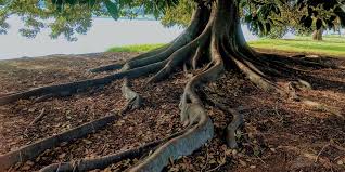 Tree root pruning methods different methods of tree root pruning can be used ranging from actual trenching with ditch witch or similar, to vibratory plow or using the imants tree root pruning machine. Best Way To Cut Through Tree Roots The Definitive Approach Home Arise