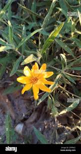 Image result for Aspilia