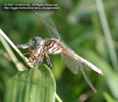 Beneficial Insects In The Garden 11 Dragonflies