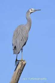 Australian Bird With Black Head And White Body White Faced Heron Australian Birds Sea Birds Heron